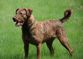 Image de la race Chesapeake Bay Retriever