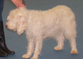 Image de la race Chien Courant d'Istrie à Poil Dur