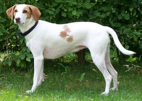 Image de la race Chien Courant d'Istrie à Poil Ras