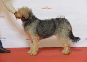 Image de la race Chien Courant de Bosnie