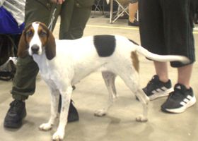 Image de la race Chien Courant de Halden