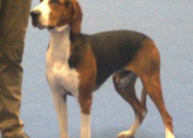 Image de la race Chien Courant de Hamilton