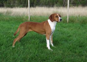 Image de la race Chien Courant de Hygen