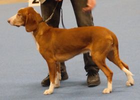Image de la race Chien Courant de Posavatz