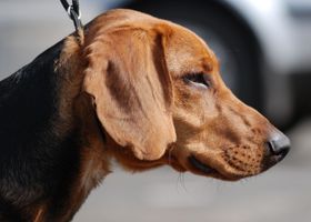 Image de la race Chien Courant de Schiller