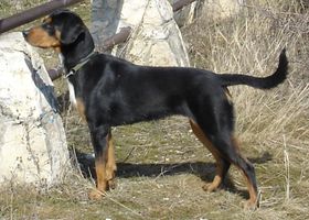 Image de la race Chien Courant de Transylvanie
