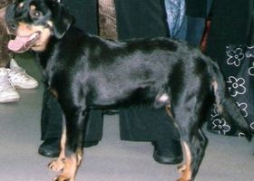 Image de la race Chien Courant du Småland
