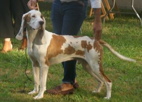 Image de la race Chien Courant Espagnol