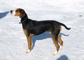 Image de la race Chien Courant Finnois