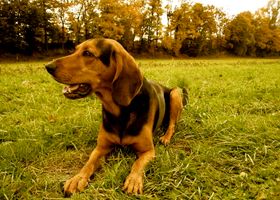 Image de la race Chien Courant Grec