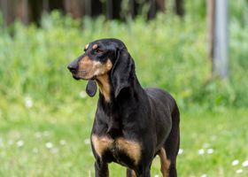 Image de la race Chien Courant Italien