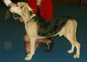 Image de la race Chien Courant Norvégien