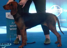 Image de la race Chien Courant Serbe