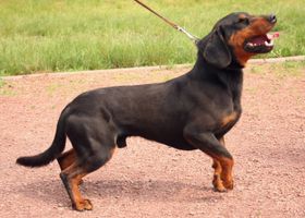 Image de la race Chien Courant Slovaque
