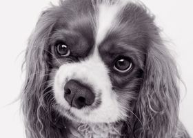 Image de la race Cavalier King Charles