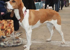 Image de la race Chien Courant Suisse