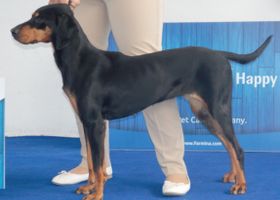 Image de la race Chien Courant Yougoslave de Montagne