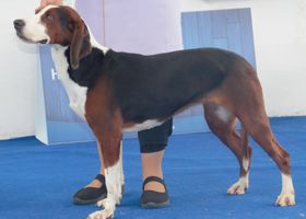 Image de la race Chien Courant Yougoslave Tricolore