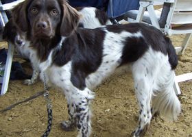 Image de la race Chien d'Arrêt Frison