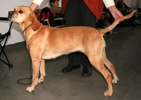 Image de la race Chien d'Arrêt Portugais