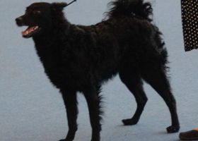 Image de la race Chien de Berger de Croatie