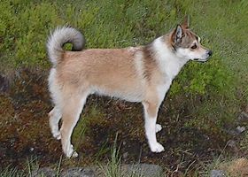 Image de la race Chien Norvégien de Macareux