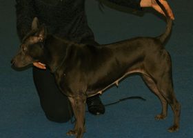Image de la race Chien Thaïlandais