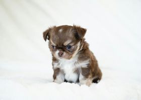Image de la race Chihuahua
