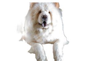 Image de la race Chow Chow