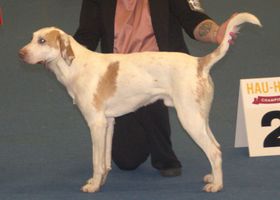 Image de la race Foxhound Américain