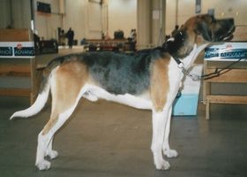 Image de la race Foxhound Anglais