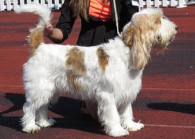 Image de la race Grand Basset Griffon Vendéen