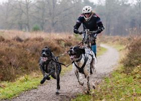 Image de la race Greyster