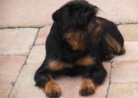 Image de la race Griffon Belge