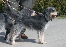 Image de la race Griffon Bleu de Gascogne