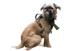 Image de la race Griffon Bruxellois