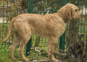 Image de la race Griffon Fauve de Bretagne