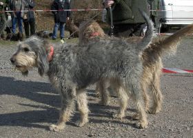 Image de la race Griffon Nivernais
