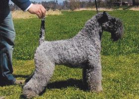 Image de la race Kerry Blue Terrier