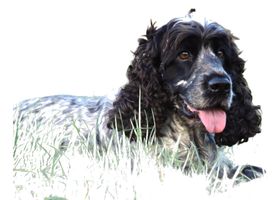 Image de la race Cocker Spaniel Anglais