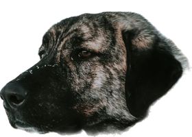 Image de la race Mâtin Espagnol