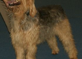 Image de la race Otterhound