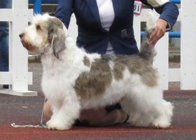 Image de la race Petit Basset Griffon Vendéen
