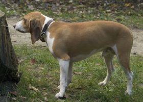 Image de la race Petit Chien Courant Suisse