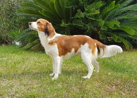 Image de la race Petit Chien Hollandais de Chasse au Gibier d'Eau