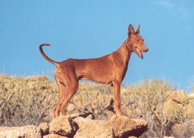 Image de la race Podenco Canario
