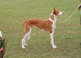 Image de la race Podenco Ibicenco