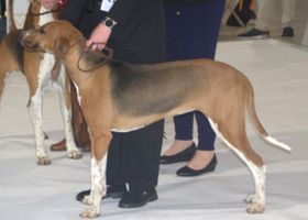 Image de la race Poitevin