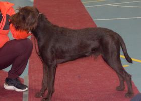 Image de la race Pudelpointer