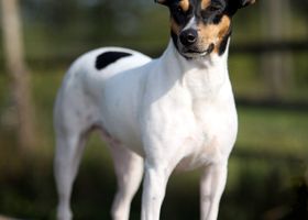 Image de la race Ratonero Bodeguero Andaluz